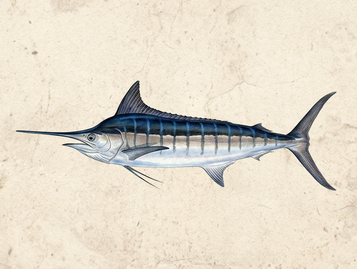 Marlin (Blue)